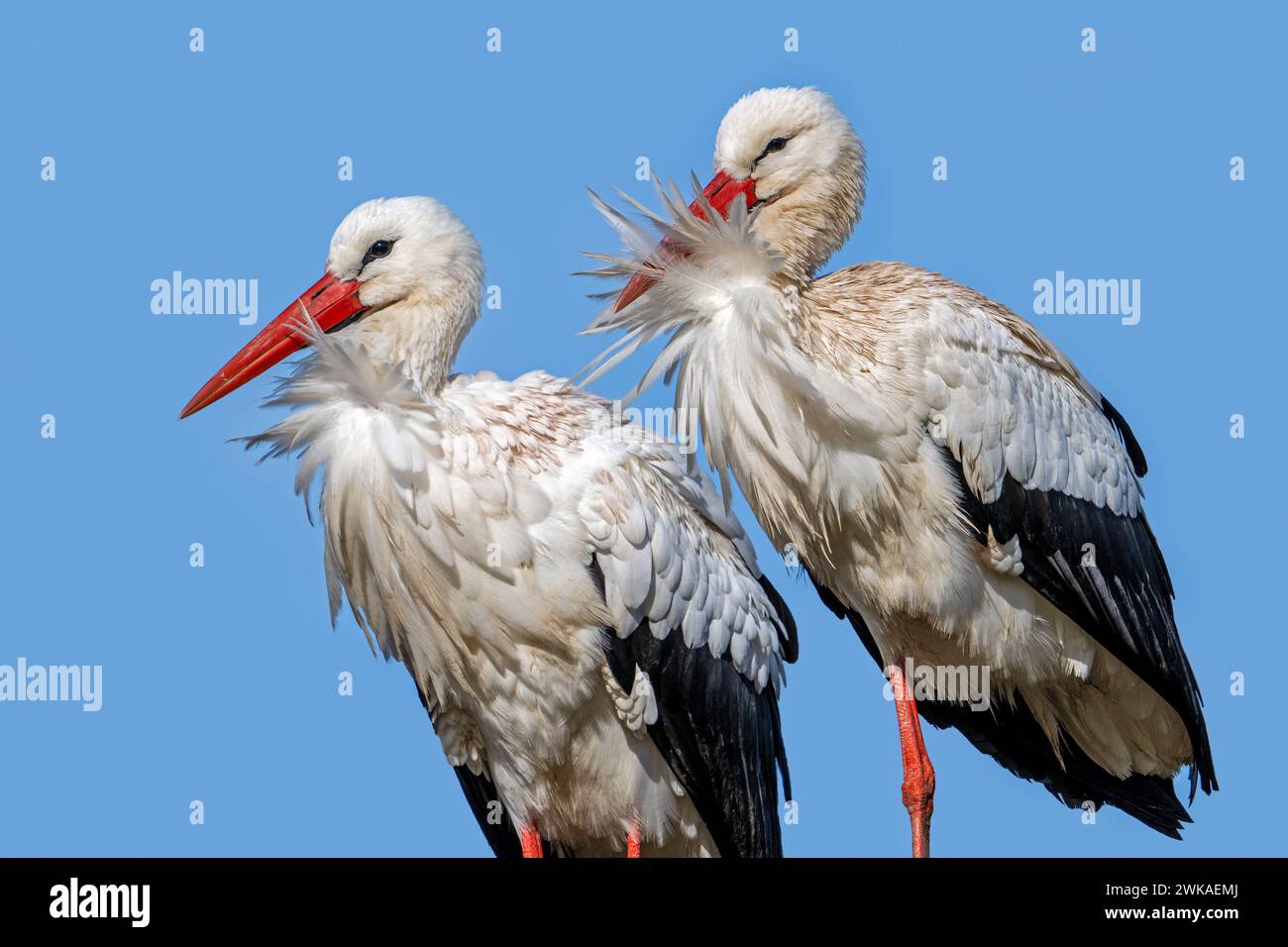 Weißstorch (Ciconia ciconia) Paar, männliche und weibliche Nahaufnahme Porträt an einem windigen Tag Stockfoto