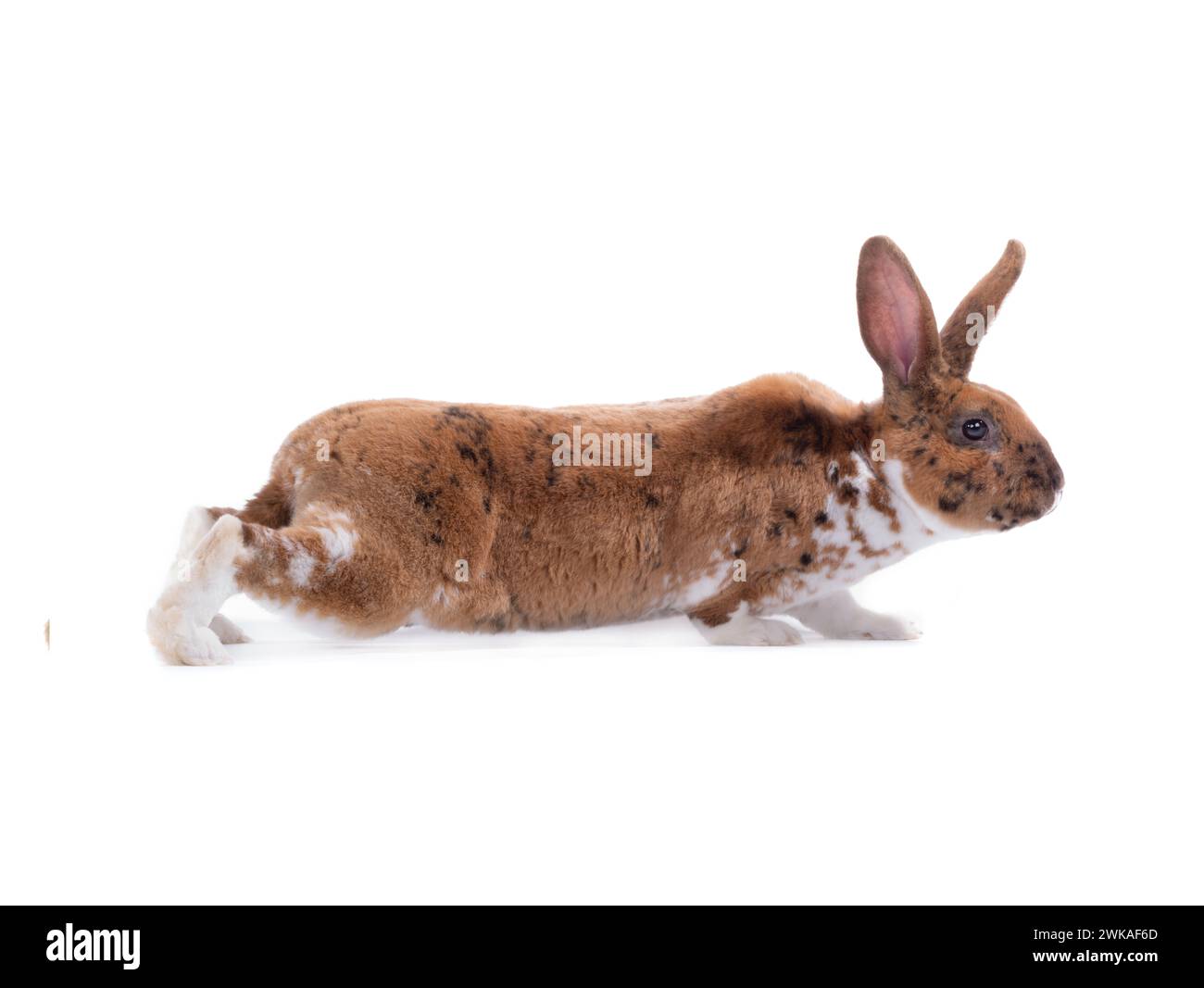 Braunes Kaninchen kommt isoliert auf weißem Hintergrund Stockfoto