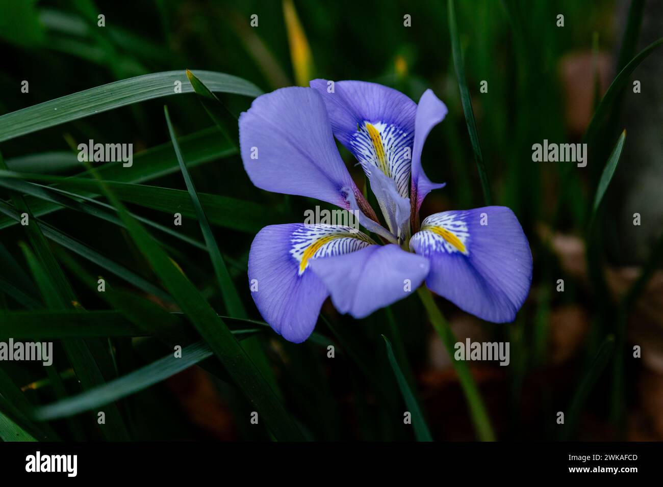 Algerische Iris in Blume. Auch bekannt als Winter Iris, algerische Winter Iris, Iris Stylosa, Karische Iris, Iris unguicularis. Stockfoto