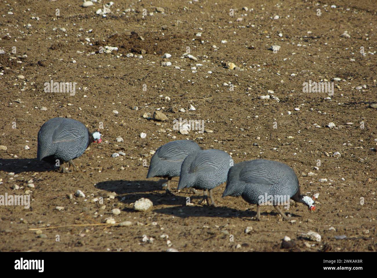 Der Helmvogel (Numida meleagris) ist der bekannteste Guineafuhvogel der Familie Numididae und das einzige Mitglied der Gattung Numida. Stockfoto