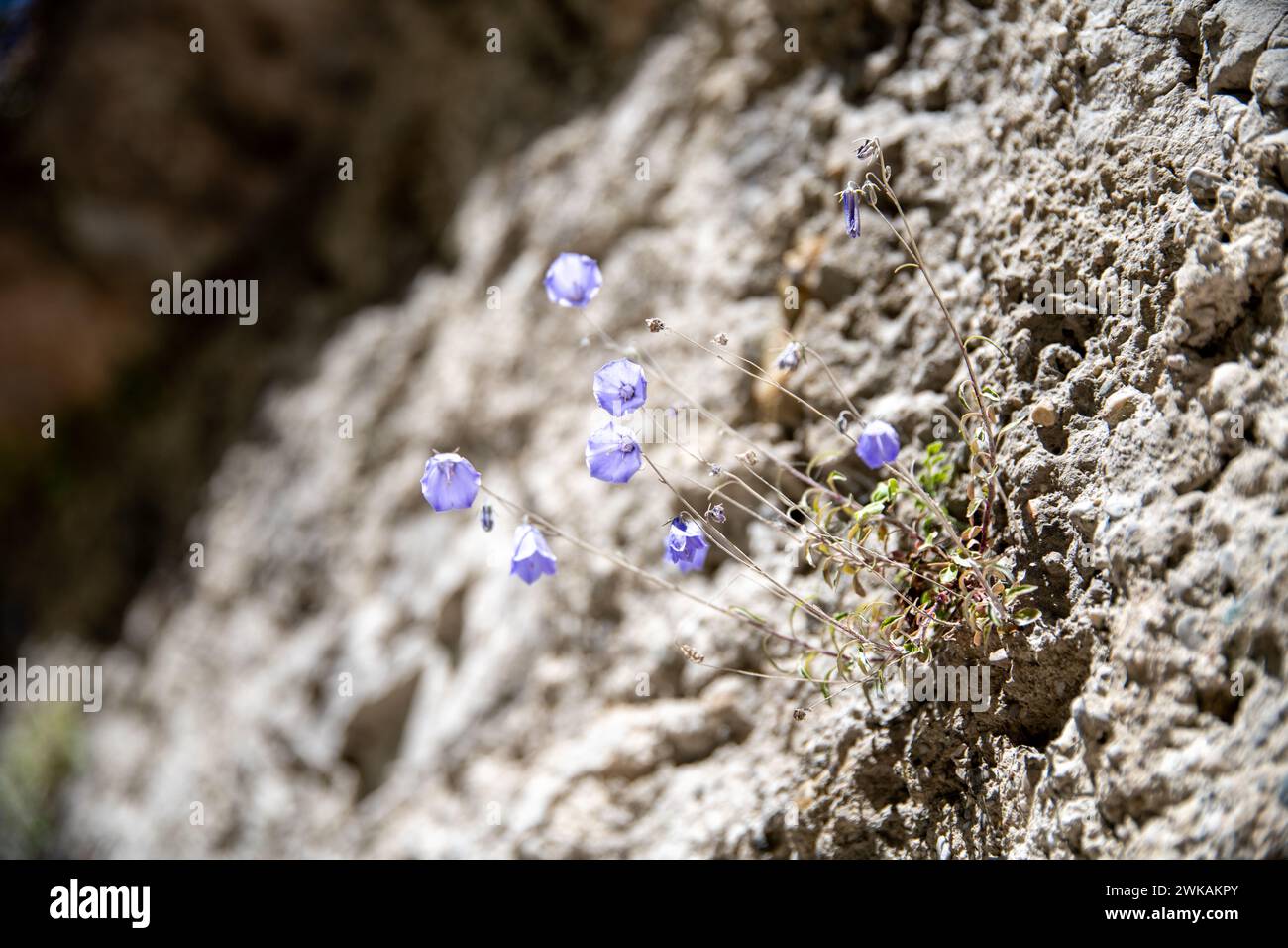 Violette oder violette Glocken wachsen aus einer rauen Steinmauer. Die Sonne scheint und nur der vordere Teil der Wand ist im Fokus Stockfoto