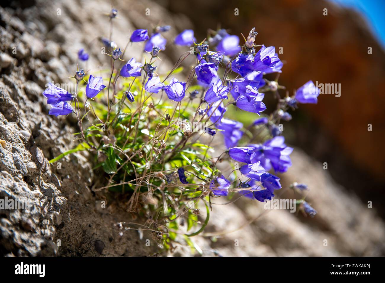 Violette oder violette Glocken wachsen aus einer rauen Steinmauer. Zusammen mit anderen grünen Pflanzen werden sie von der Sonne beleuchtet und strahlen durch Stockfoto
