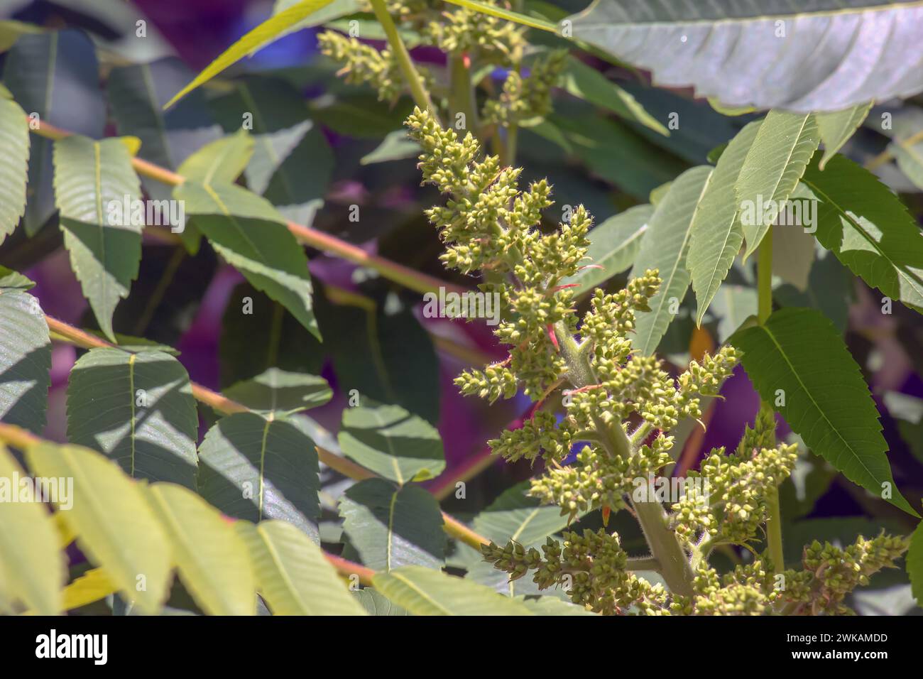 Rhus typhina vor der Blüte. Rhus typhina, Hirschsumak, ist eine blühende Pflanzenart aus der Familie der Anacardiaceae. Stockfoto Rhus typhina vor der Blüte. Rhus typhina, Hirschsumak, ist eine blühende Pflanzenart aus der Familie der Anacardiaceae. Stockfoto