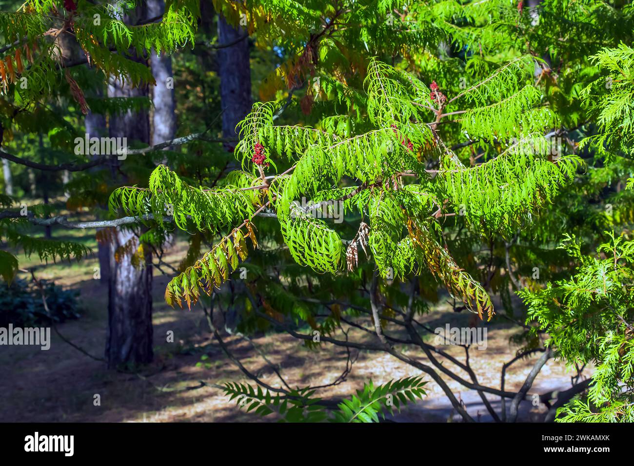 Rhus typhina im Oktober. Rhus typhina, Hirschsumak, ist eine blühende Pflanzenart aus der Familie der Anacardiaceae. Stockfoto Rhus typhina im Oktober. Rhus typhina, Hirschsumak, ist eine blühende Pflanzenart aus der Familie der Anacardiaceae. Stockfoto