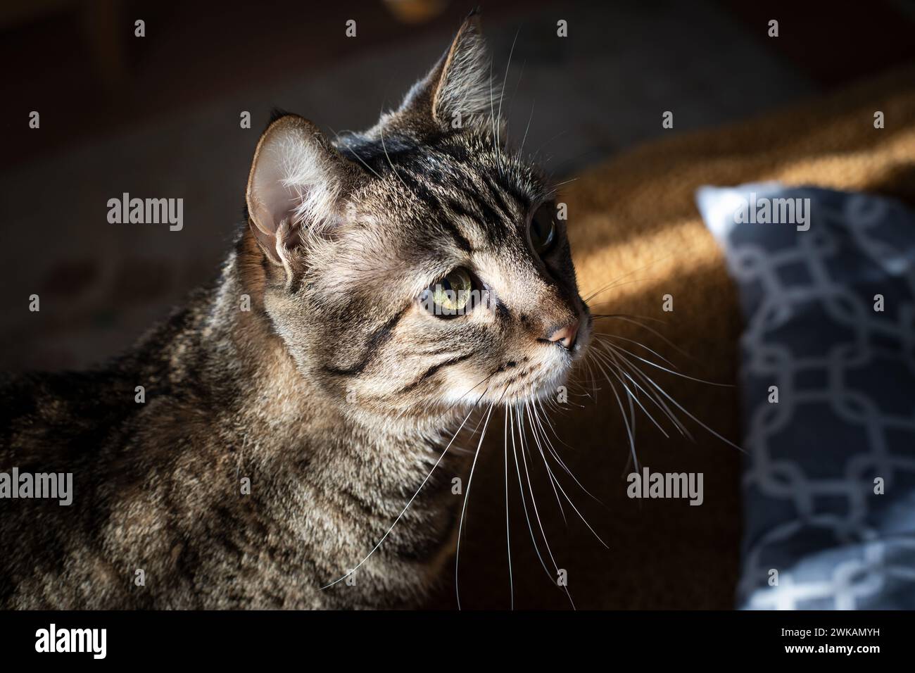 Graue Katze, die neugierig aufblickt. Porträt einer blauäugigen Katze auf einem gelben Teppich. Stockfoto