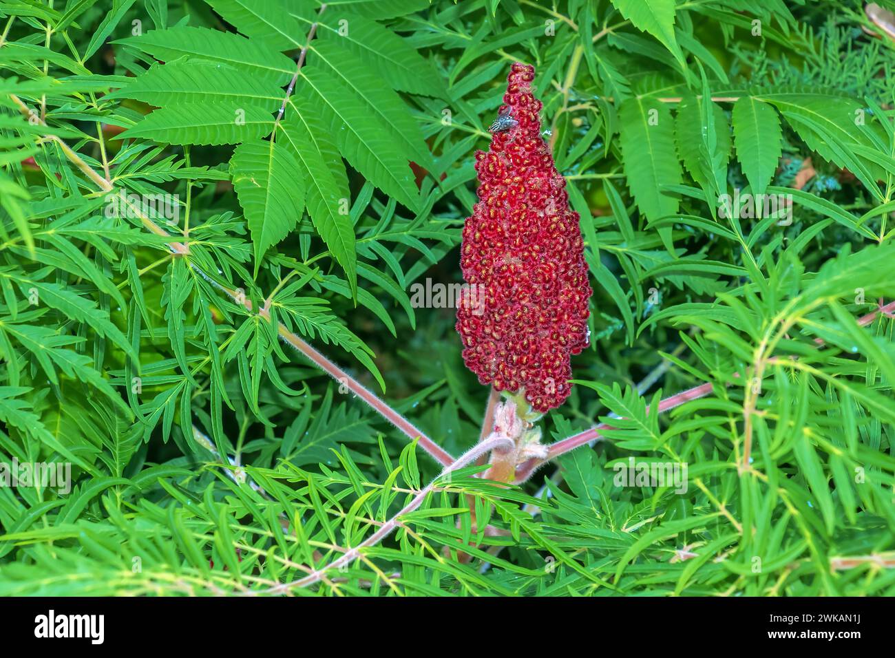 Rhus typhina im Juli. Rhus typhina, Hirschsumak, ist eine blühende Pflanzenart aus der Familie der Anacardiaceae. Stockfoto Rhus typhina im Juli. Rhus typhina, Hirschsumak, ist eine blühende Pflanzenart aus der Familie der Anacardiaceae. Stockfoto