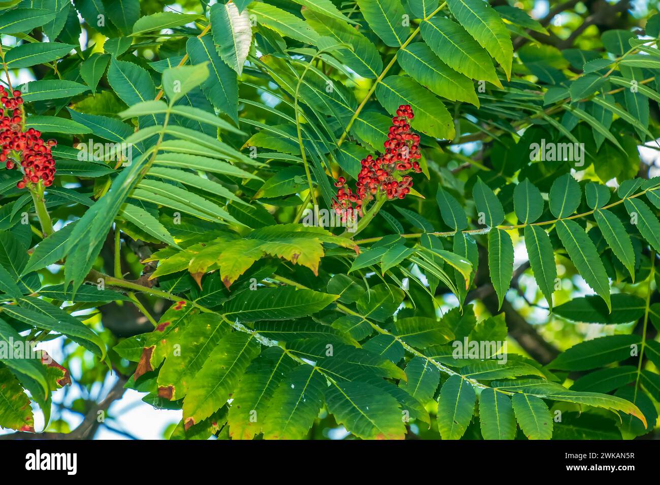 Rhus typhina im Juli. Rhus typhina, Hirschsumak, ist eine blühende Pflanzenart aus der Familie der Anacardiaceae. Stockfoto Rhus typhina im Juli. Rhus typhina, Hirschsumak, ist eine blühende Pflanzenart aus der Familie der Anacardiaceae. Stockfoto