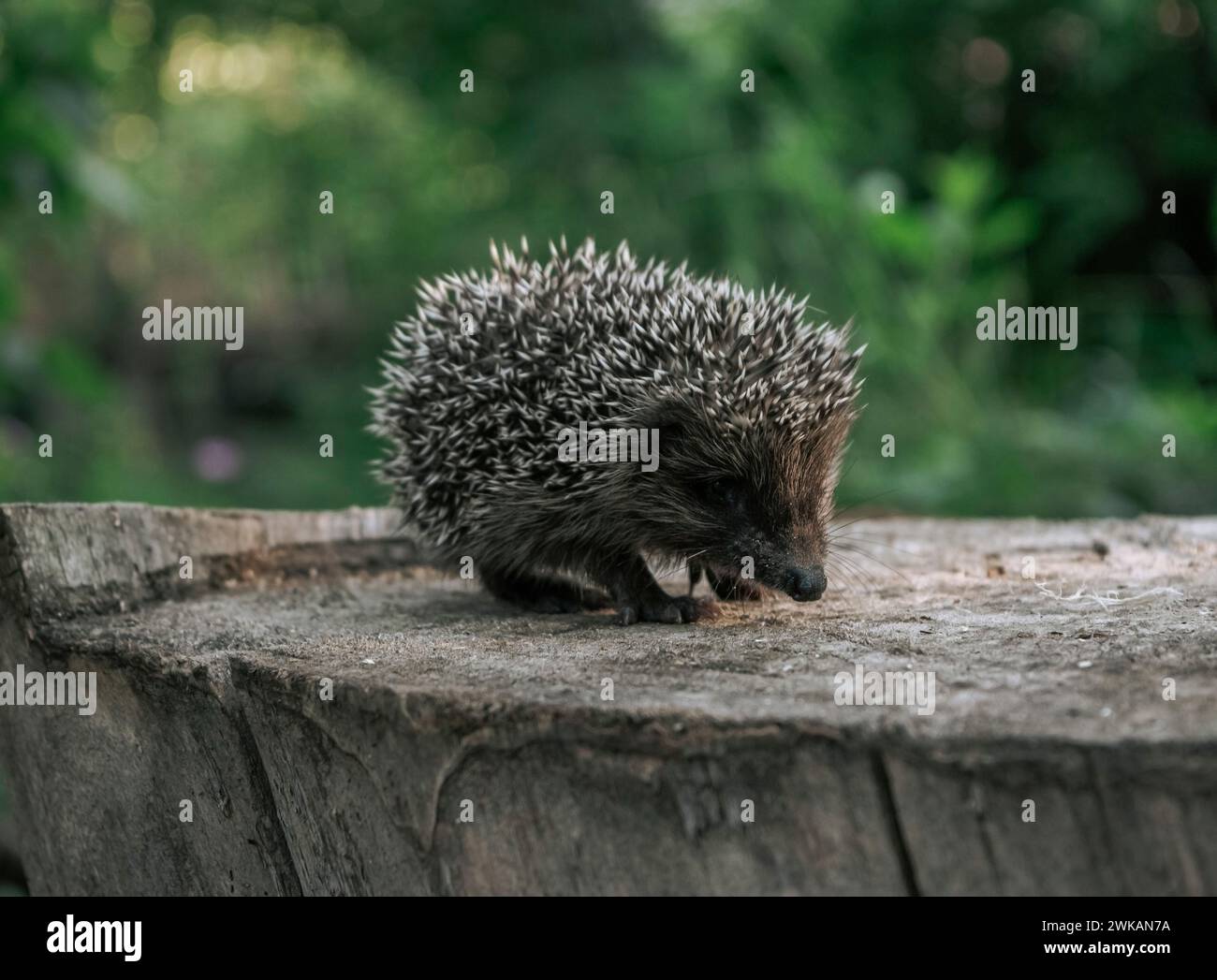 Junger schöner Igel in der Natur. Wildtierkonzept. Schutz und Domestikation von Waldtieren. Kleiner Igel im grünen Wald. Stockfoto