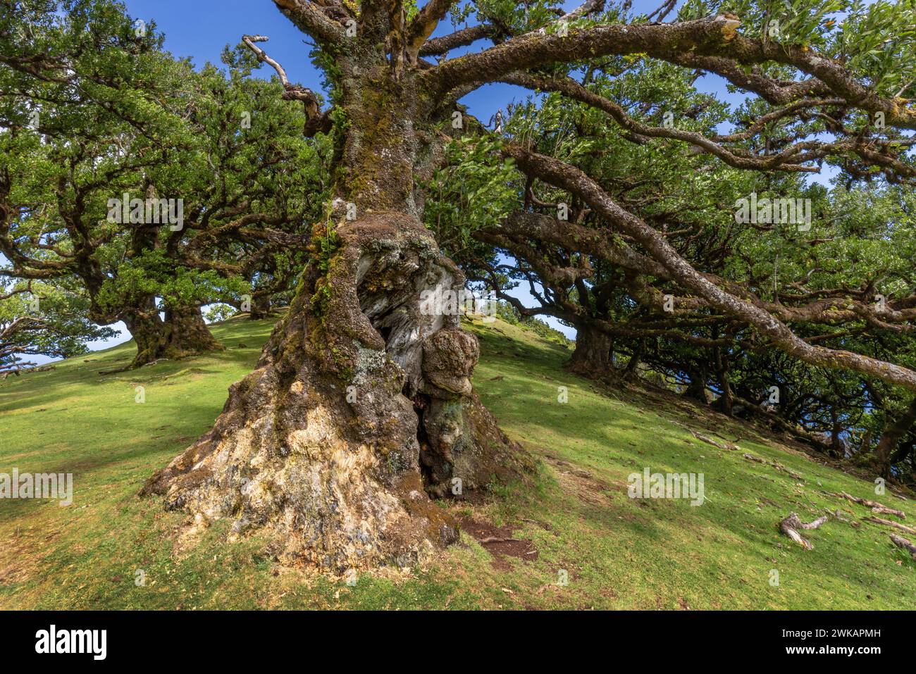 Europa Portugal Madeira Nordwesten Fanal: Im Inselinneren trifft man auf alte knorrige Lorbeerbäume im Laurisilva *** Europa Portugal Madeira Northwes Stockfoto