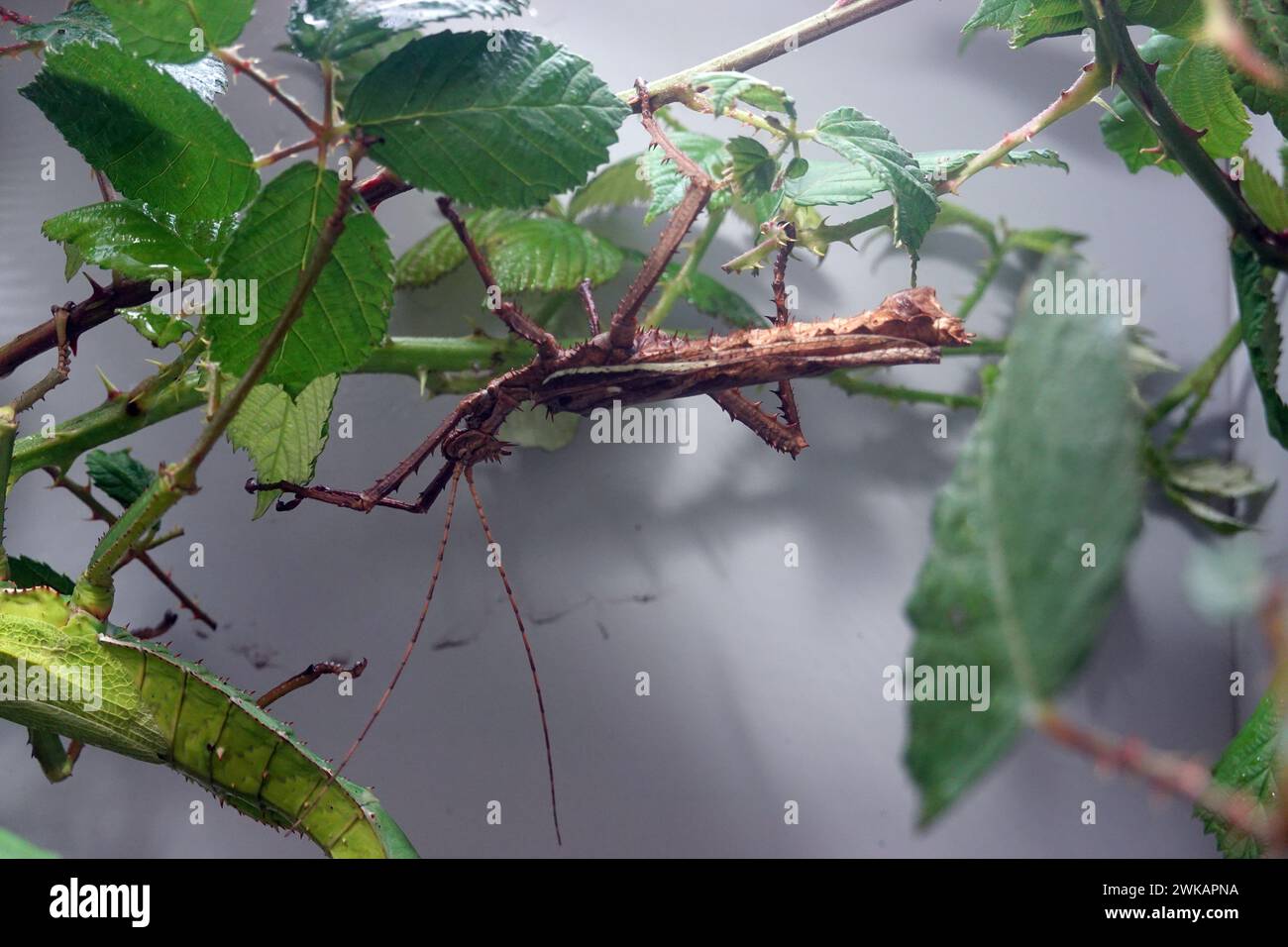 Malaiische Riesengespenstschrecke (Heteropteryx dilatata), Malaiische Dorschrecke Stockfoto