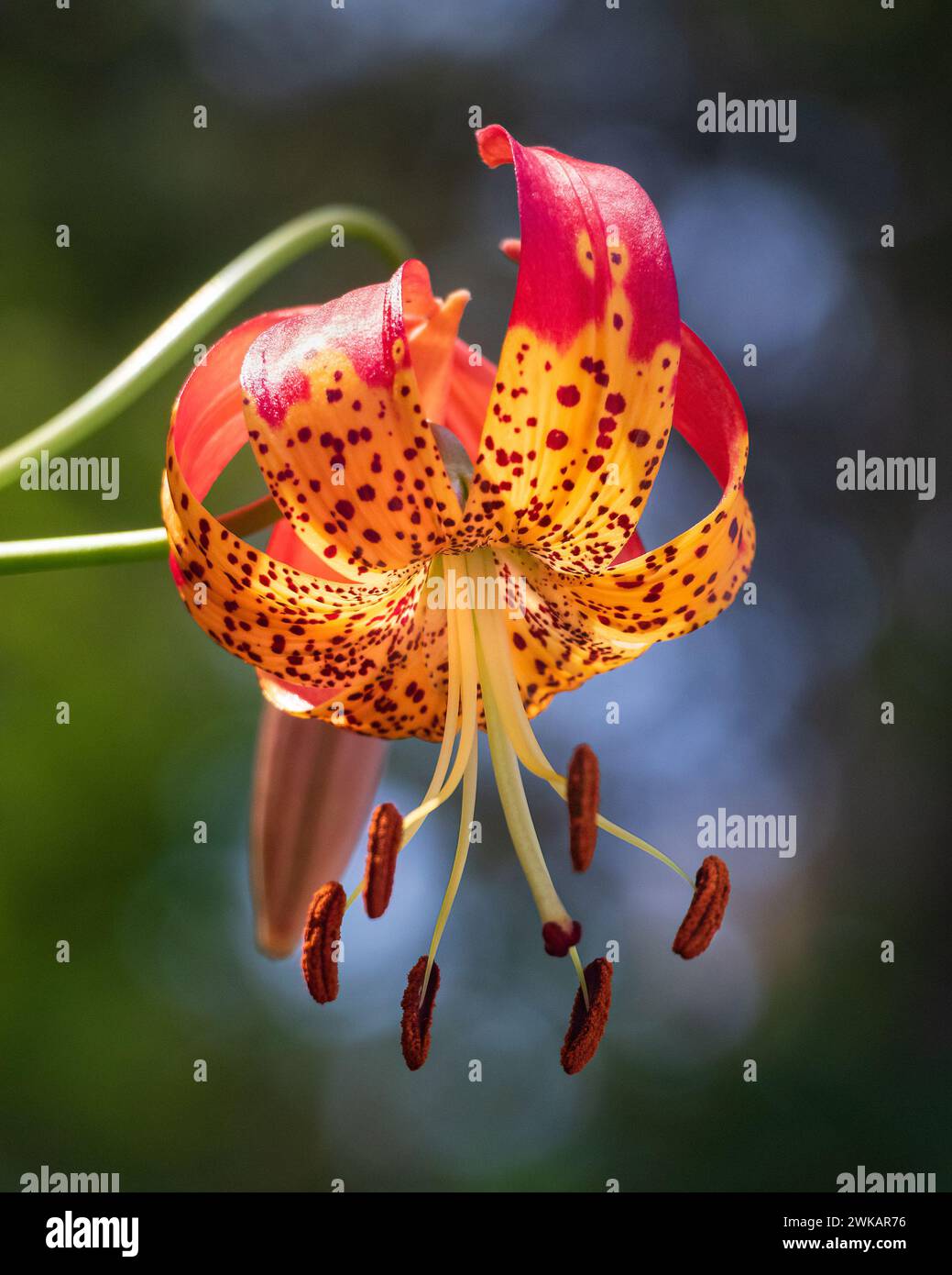 Nahaufnahme der Leopard Lily Blume vor grünem und blauem, verschwommenem Bokeh Hintergrund Stockfoto