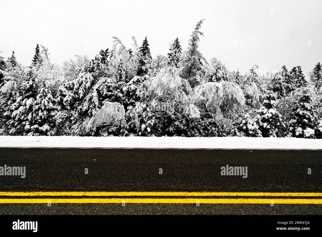 Gelbe Mittellinie einer Straße vor einem schwarz-weißen Hintergrund von schneebedeckten Bäumen. Stockfoto