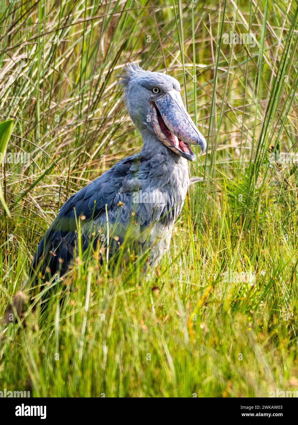 Ein Schuebill (Balaeniceps rex) im Mabamba-Sumpf am Viktoriasee bei Entebbe. Stockfoto