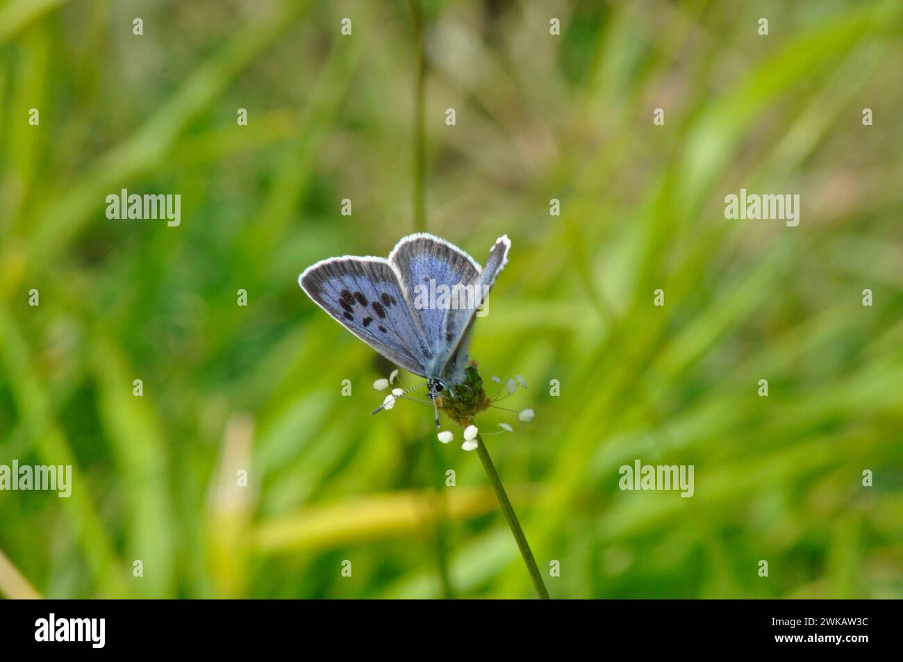 Große blaue Schmetterlinge „Glaucopsyche arion“ am Collard Hill in Somerset Stockfoto