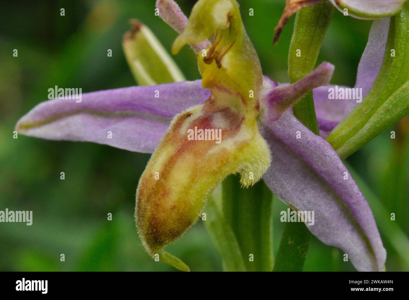 Wespen Orchidee, Orphrys apifera.Var.trolli.Variante der Bienenorchidee. Collard Hill in Somerset. Stockfoto
