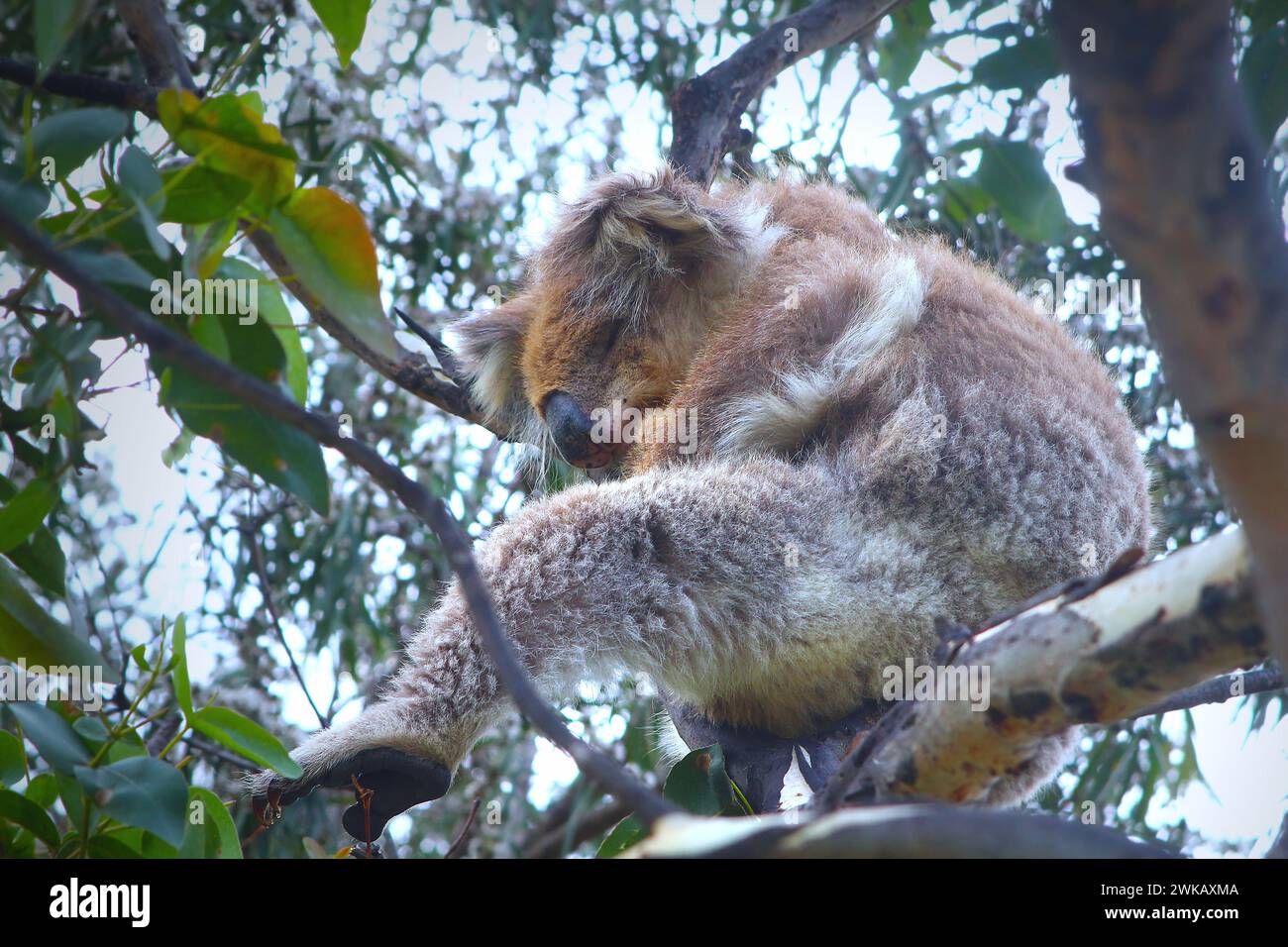 Schlafender Koala im Kaugummi (Kennett River, Australien) Stockfoto