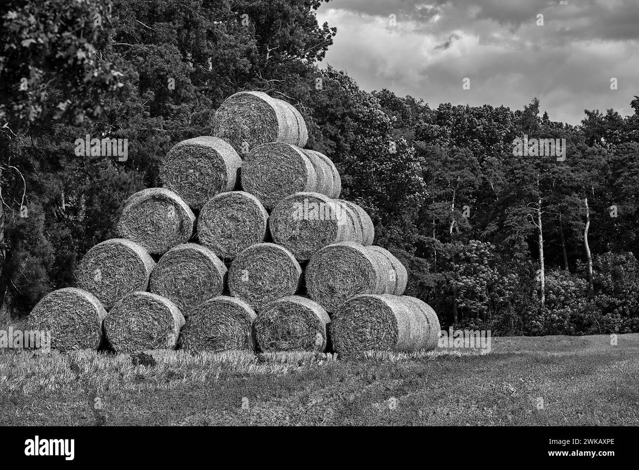 Strohhaufen in Ballen im Stoppeln, in der Nähe des Waldes in Polen, monochrom Stockfoto