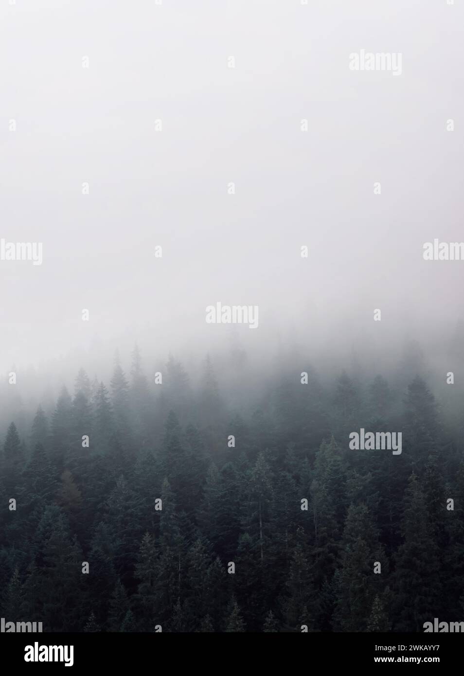 Dicker Nebel in einem Nadelwald. Natürliche Landschaft. Stockfoto