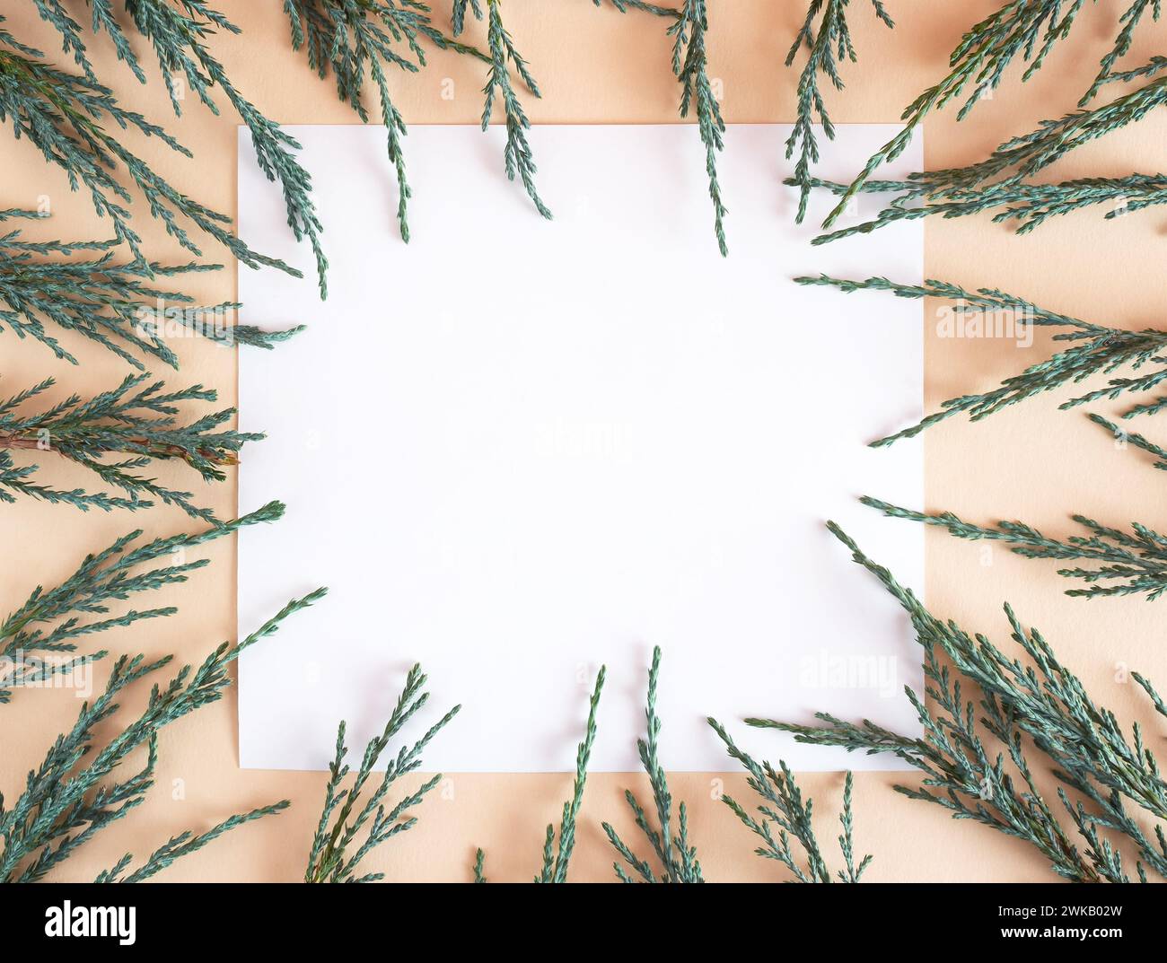 Kreativer minimalistischer Hintergrund mit wacholderzweigen auf beigefarbenem Hintergrund mit Kopierraum. Stockfoto