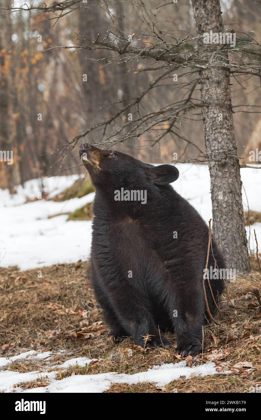 Der Schwarzbär (Ursus americanus) zeigt die Nase nach links sitzend von Tree Winter – ein Gefangenes Tier Stockfoto