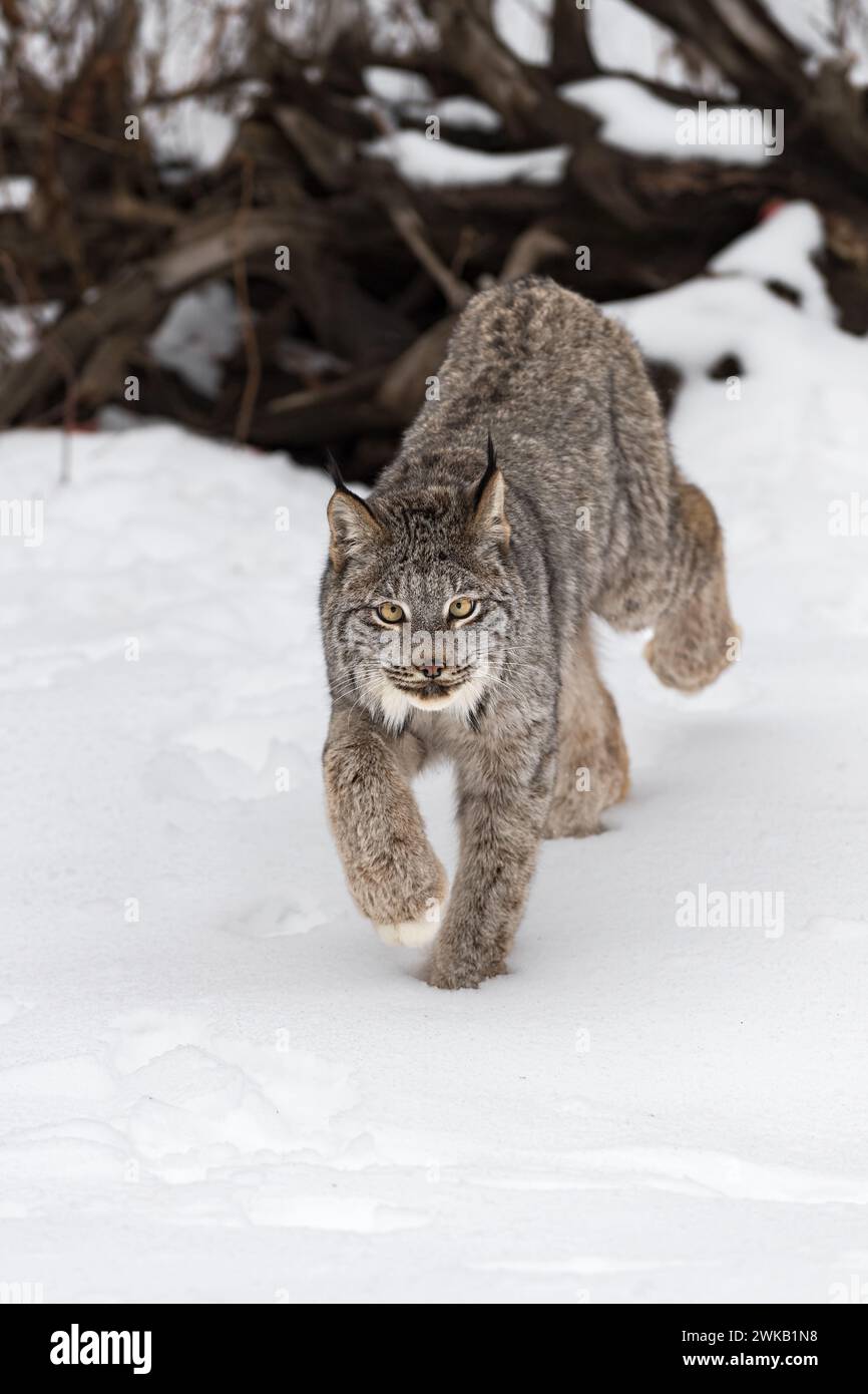 Der kanadische Lynx (Lynx canadensis) blickt vorwärts und starrt den Winter - ein Gefangenes Tier Stockfoto