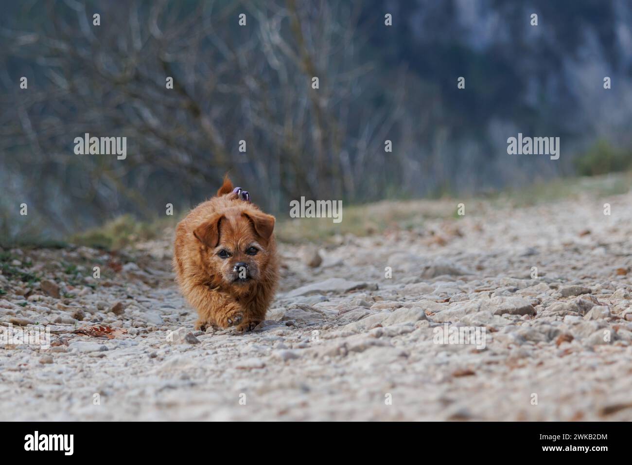 Ältere Hunde laufen entlang der Serpis Greenway Wanderroute zwischen Lorcha und Villalonga, Spanien Stockfoto