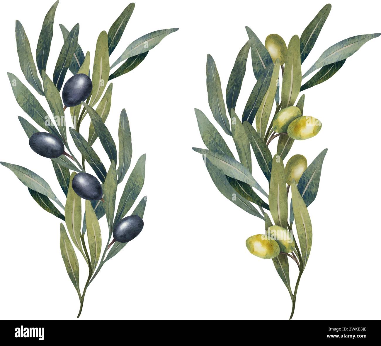 Aquarell gemalt Olivenbaum Zweig Stock-Vektorgrafik - Alamy