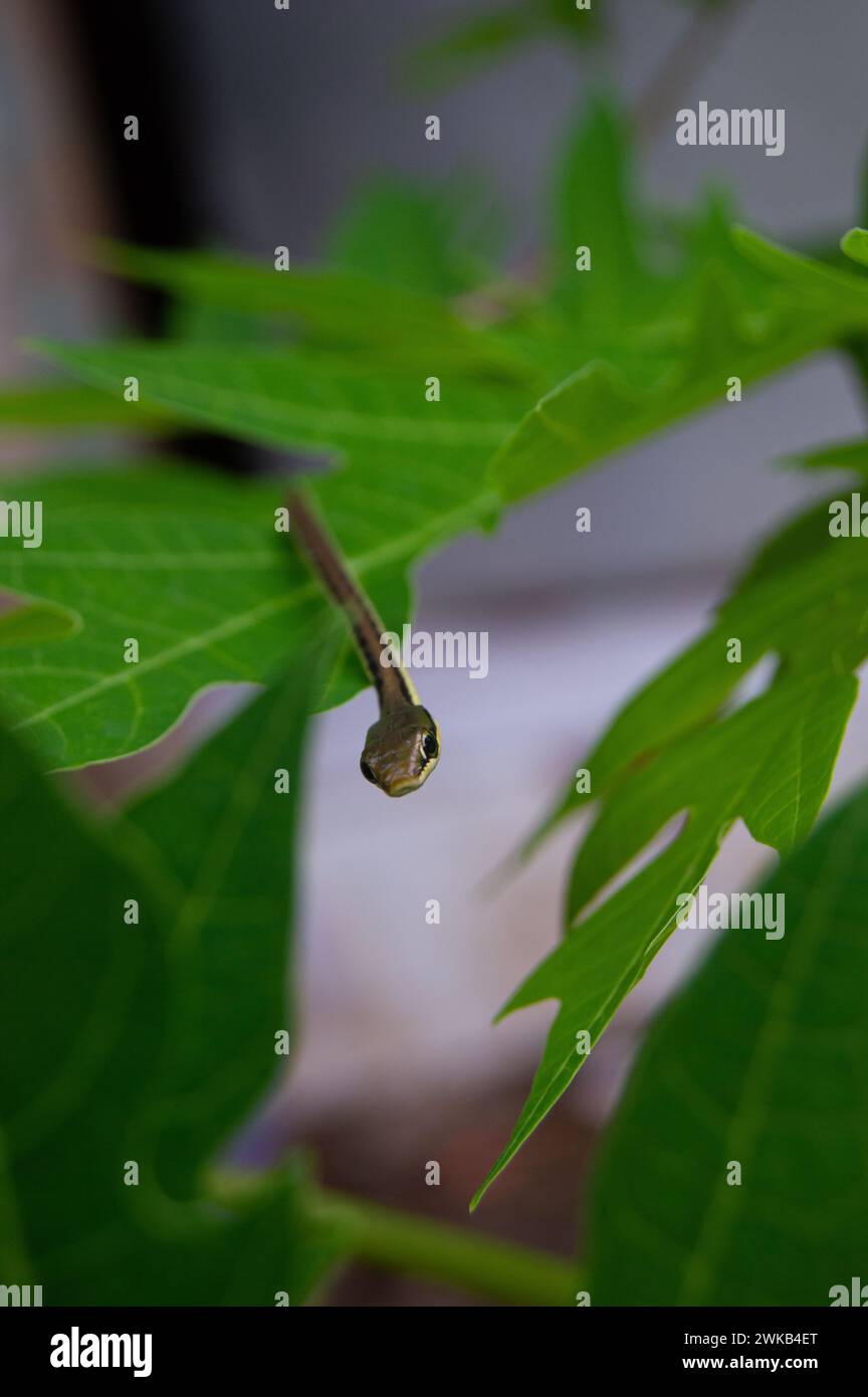 Kleine Schlangen, die auf Papayablättern kriechen Stockfoto