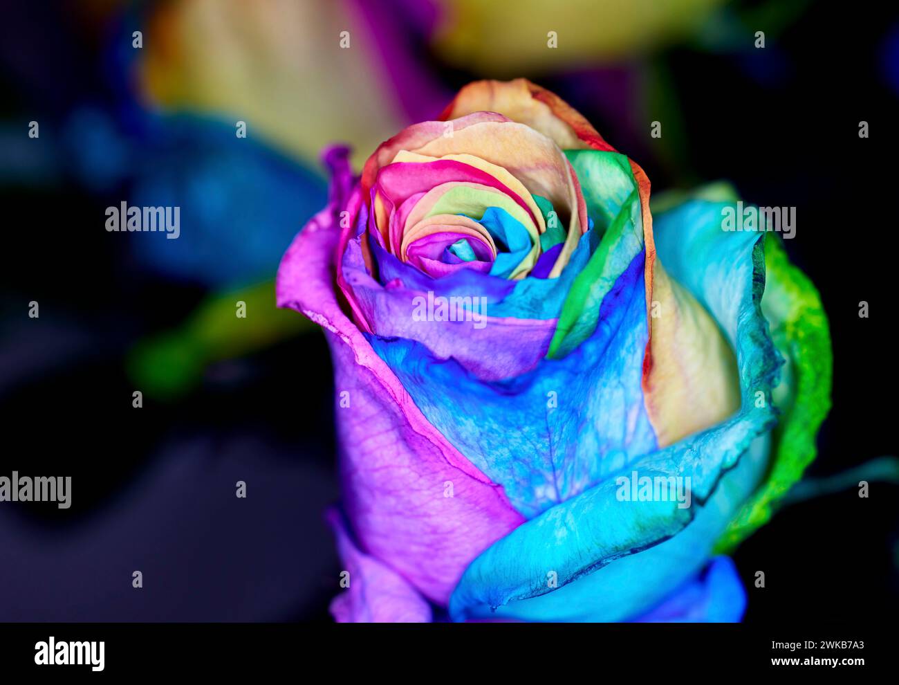 Nahaufnahme von Regenbogenfarbenen gefärbten Rosen Stockfoto