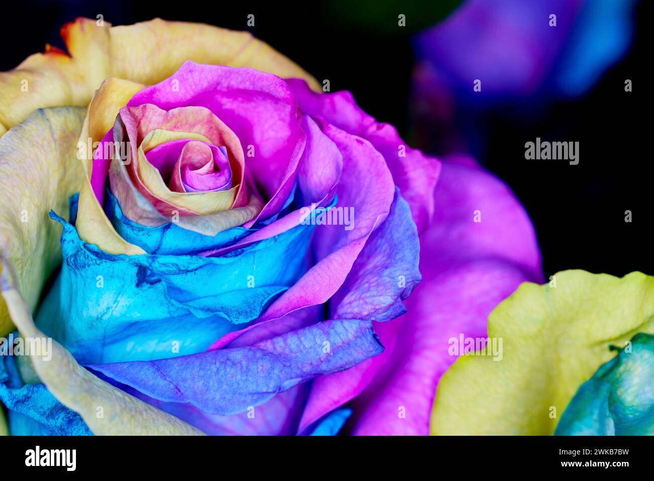 Nahaufnahme von Regenbogenfarbenen gefärbten Rosen Stockfoto