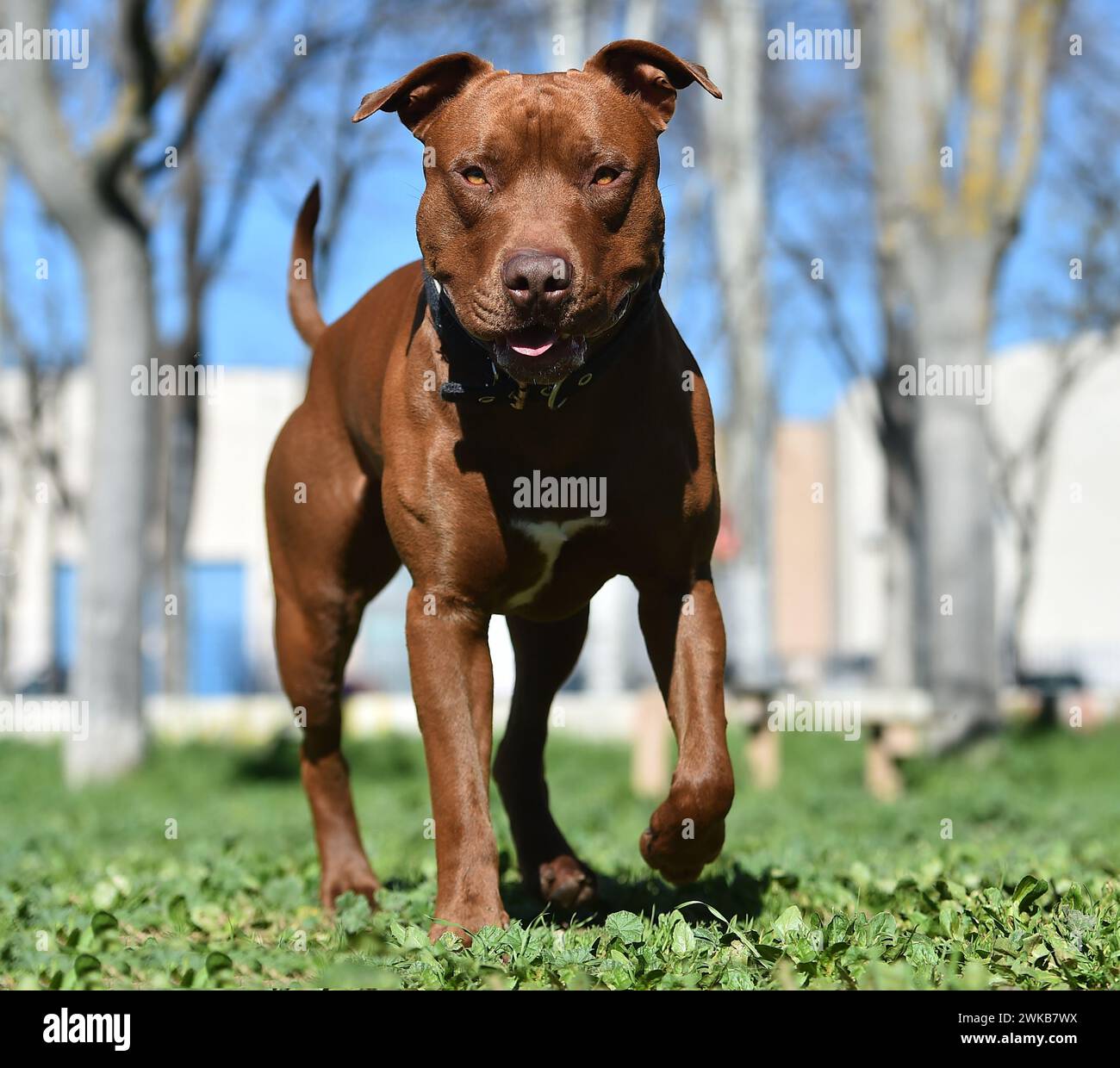 Ein ernster Pitbull Terrier Stockfoto