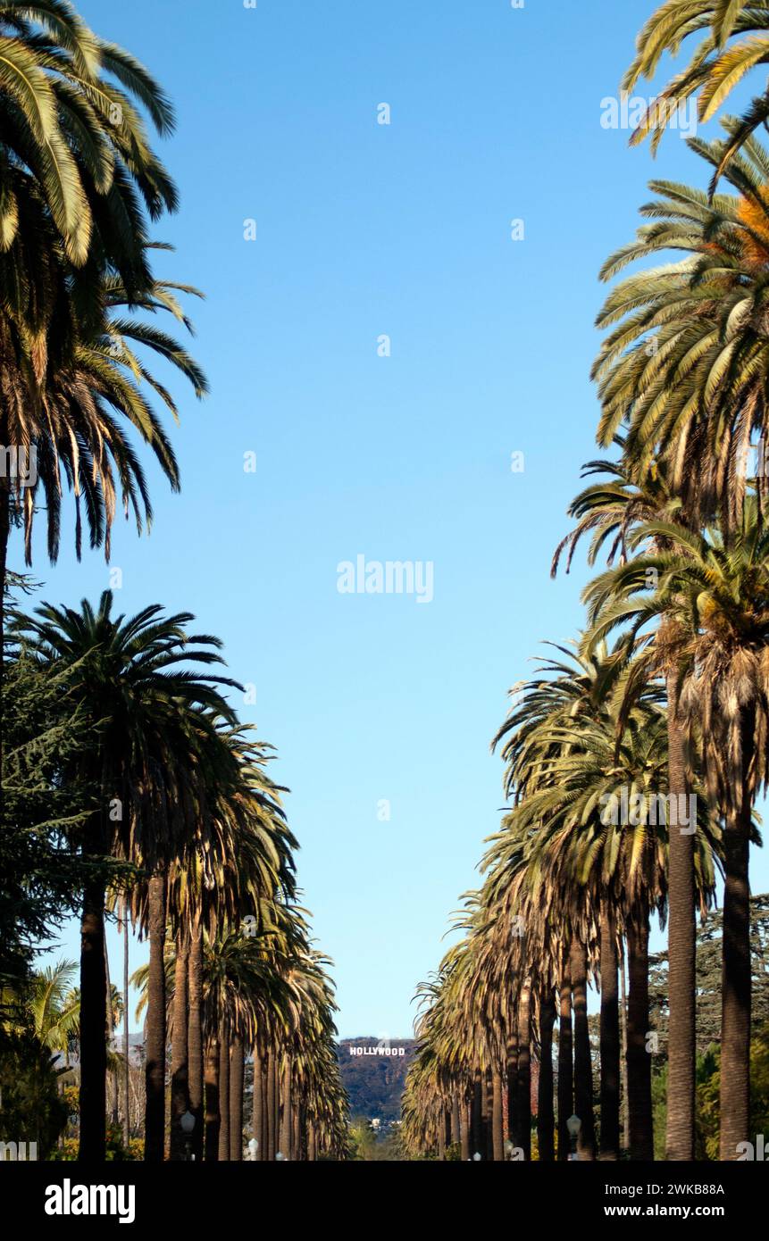 Das legendäre Hollywood-Schild, das durch Palmenreihen in Hollywood, CA., USA, gesehen wird Stockfoto