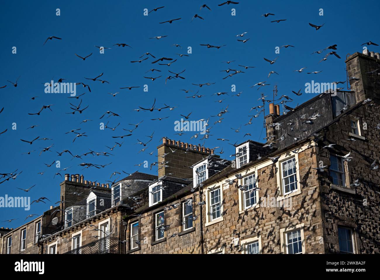Eintreffende Tauben landen auf den Dächern des Nicolson Square, Edinburgh, Schottland, Großbritannien. Stockfoto