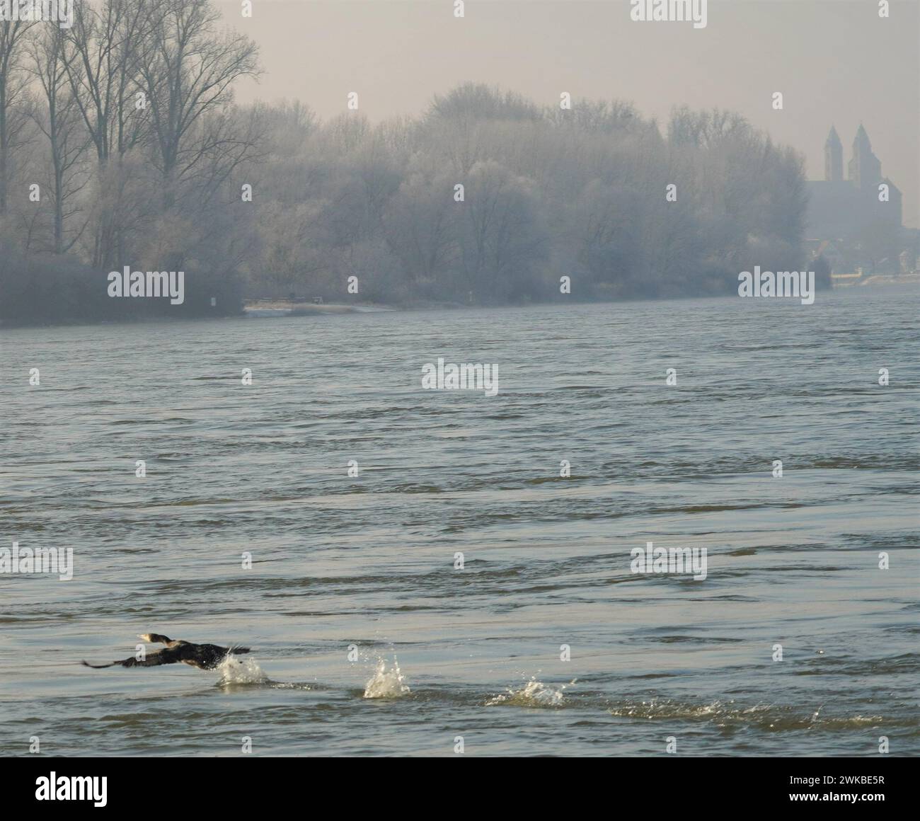 Der Anblick eines anmutigen Vogels, der im Winter über dem ruhigen Rhein schwingt, weckt ein Gefühl der Ruhe und des Staunens und der zeitlosen Schönheit. Stockfoto