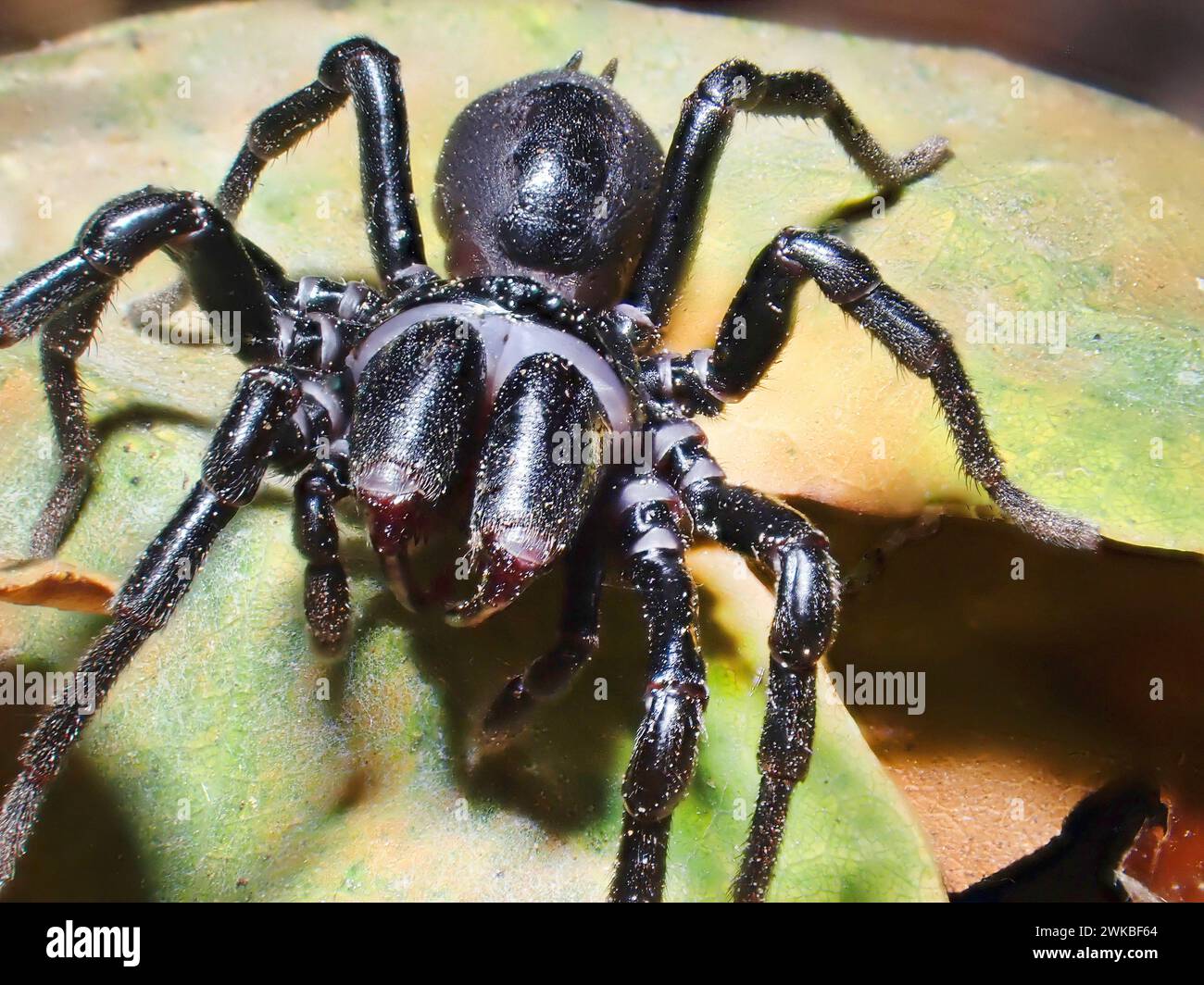 Mygalomorph Spinne (Atypus Piceus), Ansicht von vorne, Deutschland Stockfoto