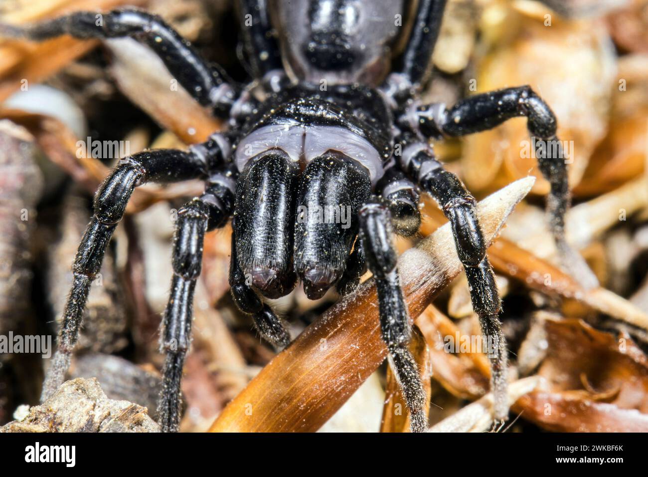 Mygalomorphe Spinnenkinder (Atypus piceus), Porträt, Deutschland Stockfoto