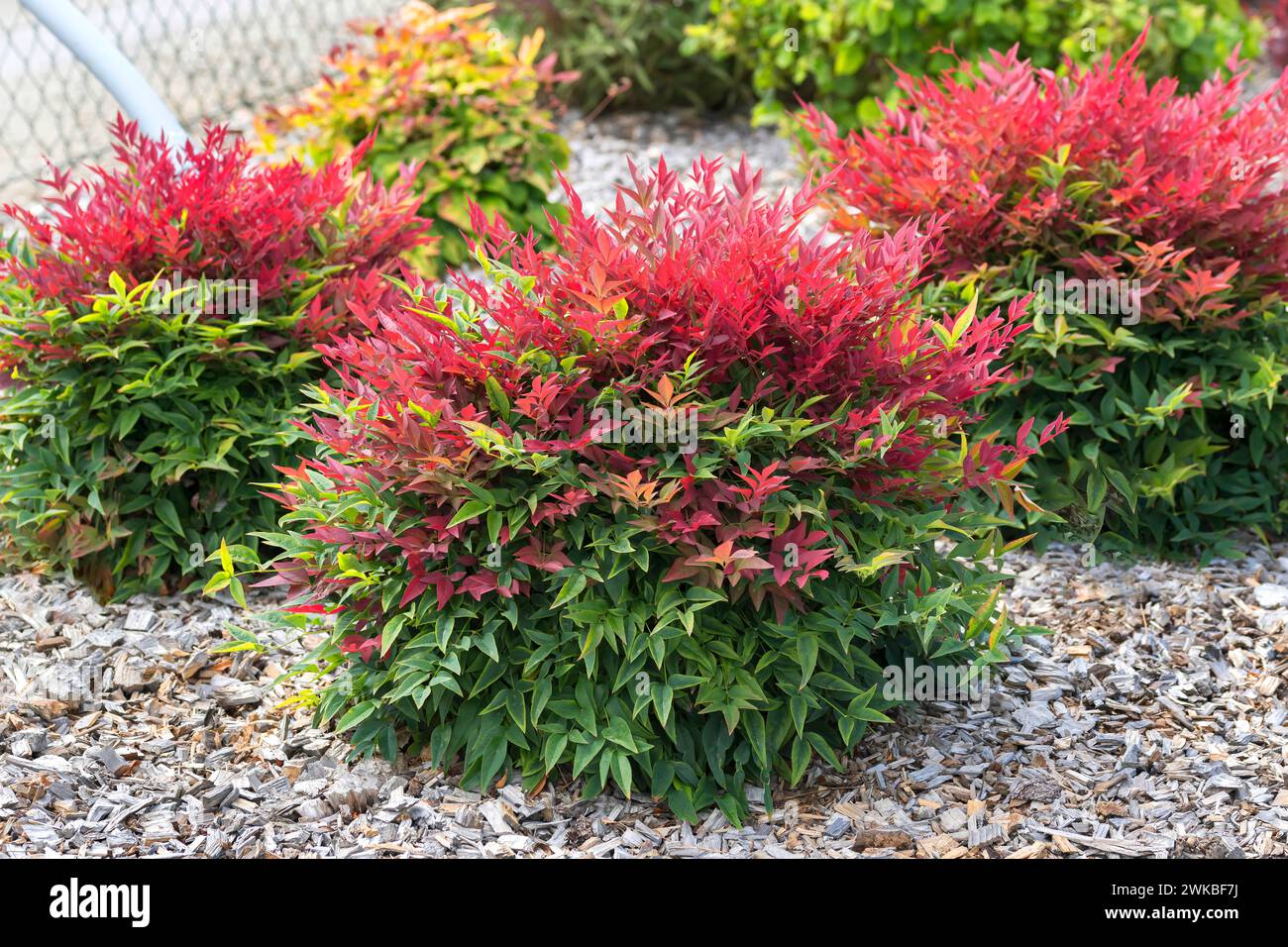 Himmelsbambus (Nandina domestica BESESSEN Stockfotografie - Alamy
