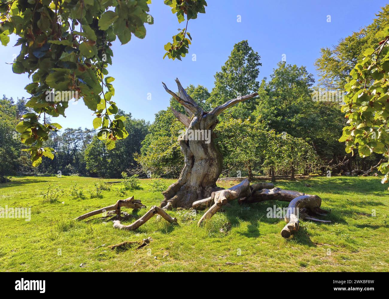 Rotbuche (Fagus sylvatica), toter Baum in Hutewald Halloh, Deutschland, Hessen, Kellerwald Nationalpark, Albertshausen Stockfoto