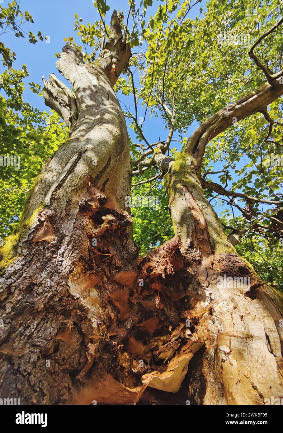 Buche (Fagus sylvatica), alte Buche in Hutewald Halloh, Deutschland, Hessen, Kellerwald Nationalpark Stockfoto