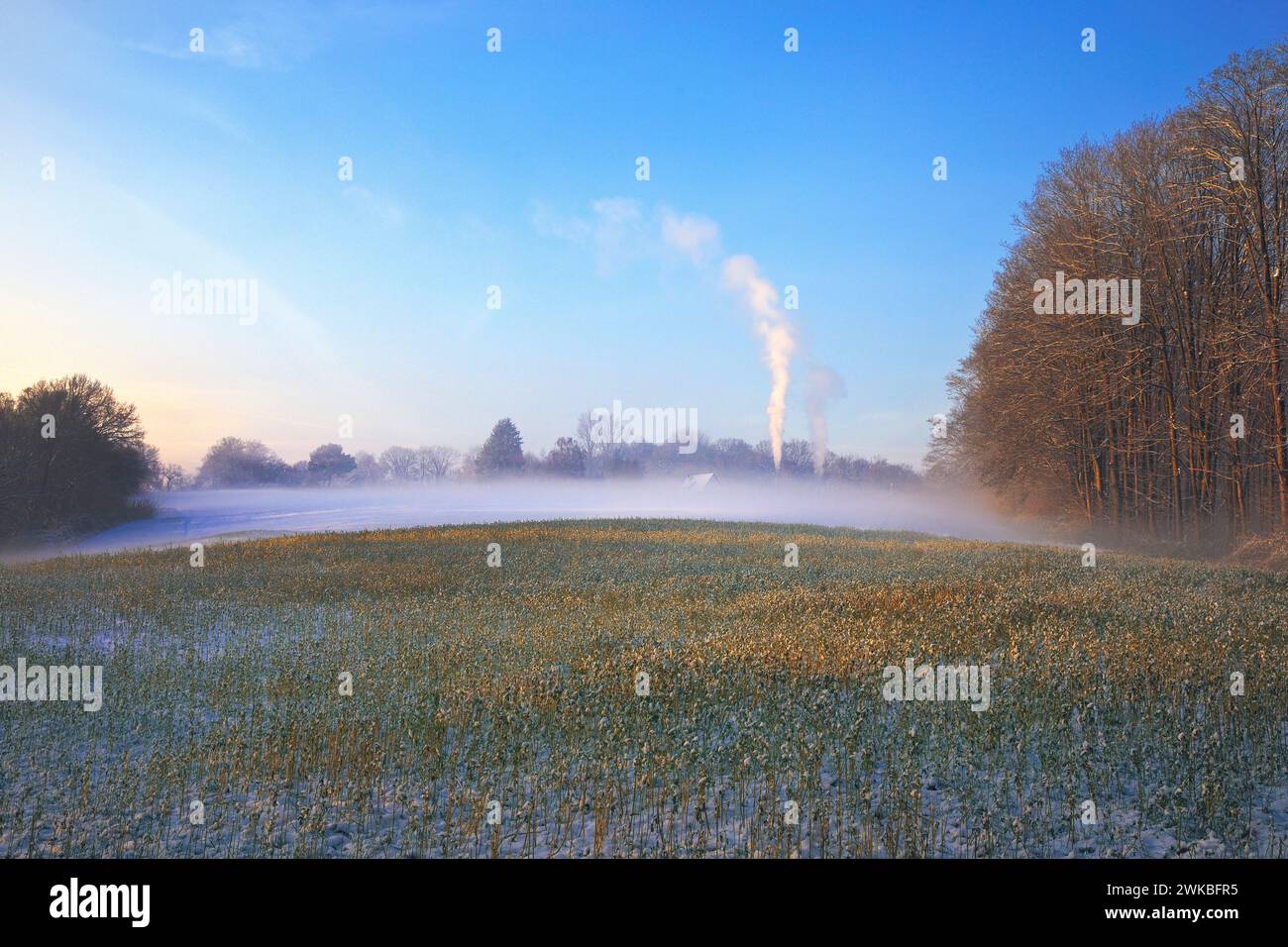 Bodennebel über einem Feld im Winter, Deutschland, Nordrhein-Westfalen, Ruhrgebiet, Witten Stockfoto