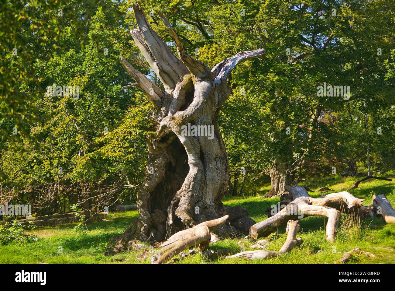 Rotbuche (Fagus sylvatica), toter Baum in Hutewald Halloh, Deutschland, Hessen, Kellerwald Nationalpark, Albertshausen Stockfoto