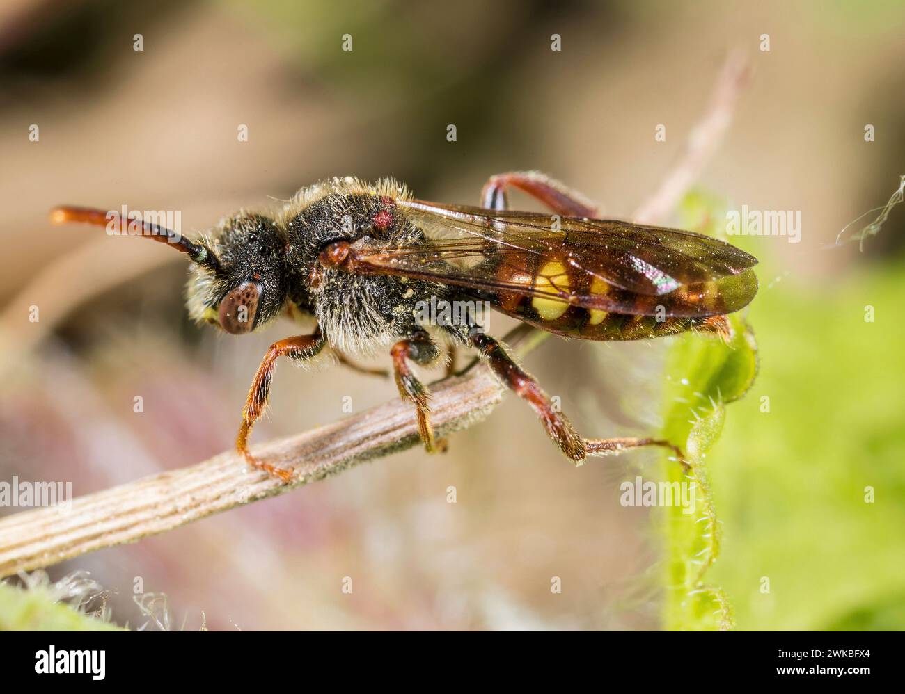 Moeschler Kuckuckbiene (Nomada moeschleri), Weibchen, Deutschland Stockfoto