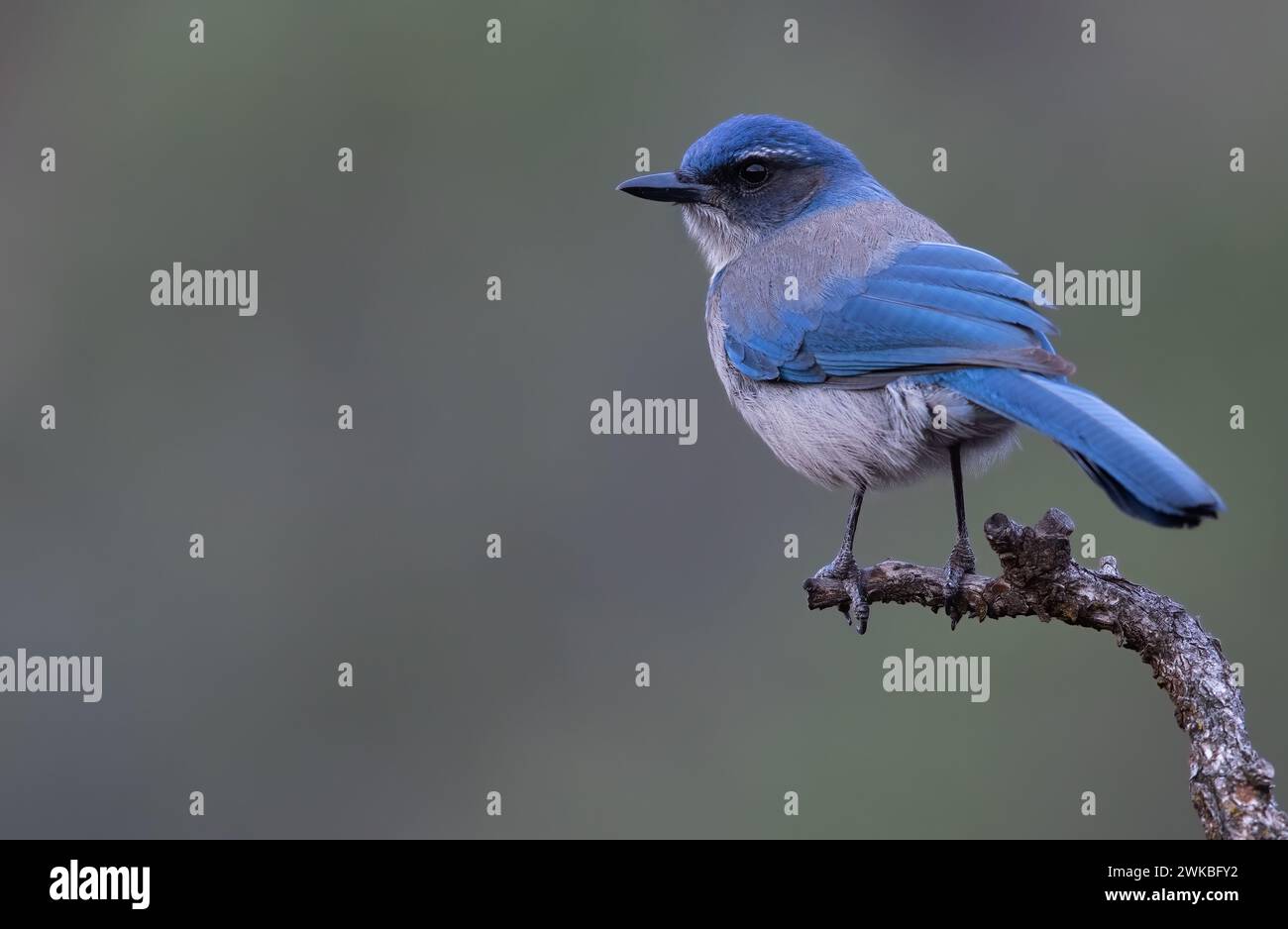 California Scrub-Jay (Aphelocoma californica), Erwachsener auf einer Niederlassung, USA Stockfoto