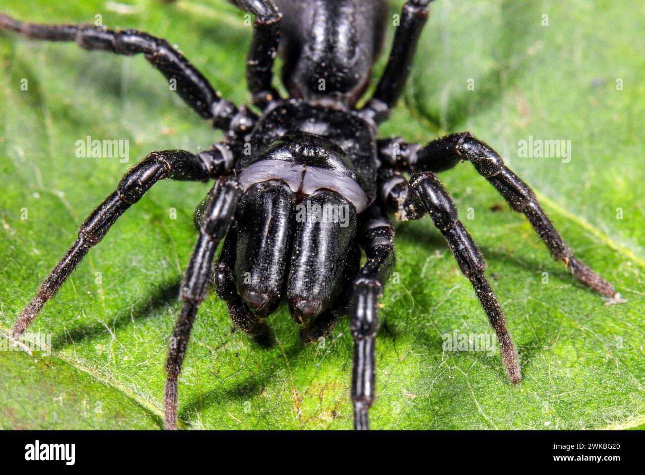 Mygalomorphe Spinnenkinder (Atypus piceus), Porträt, Deutschland Stockfoto