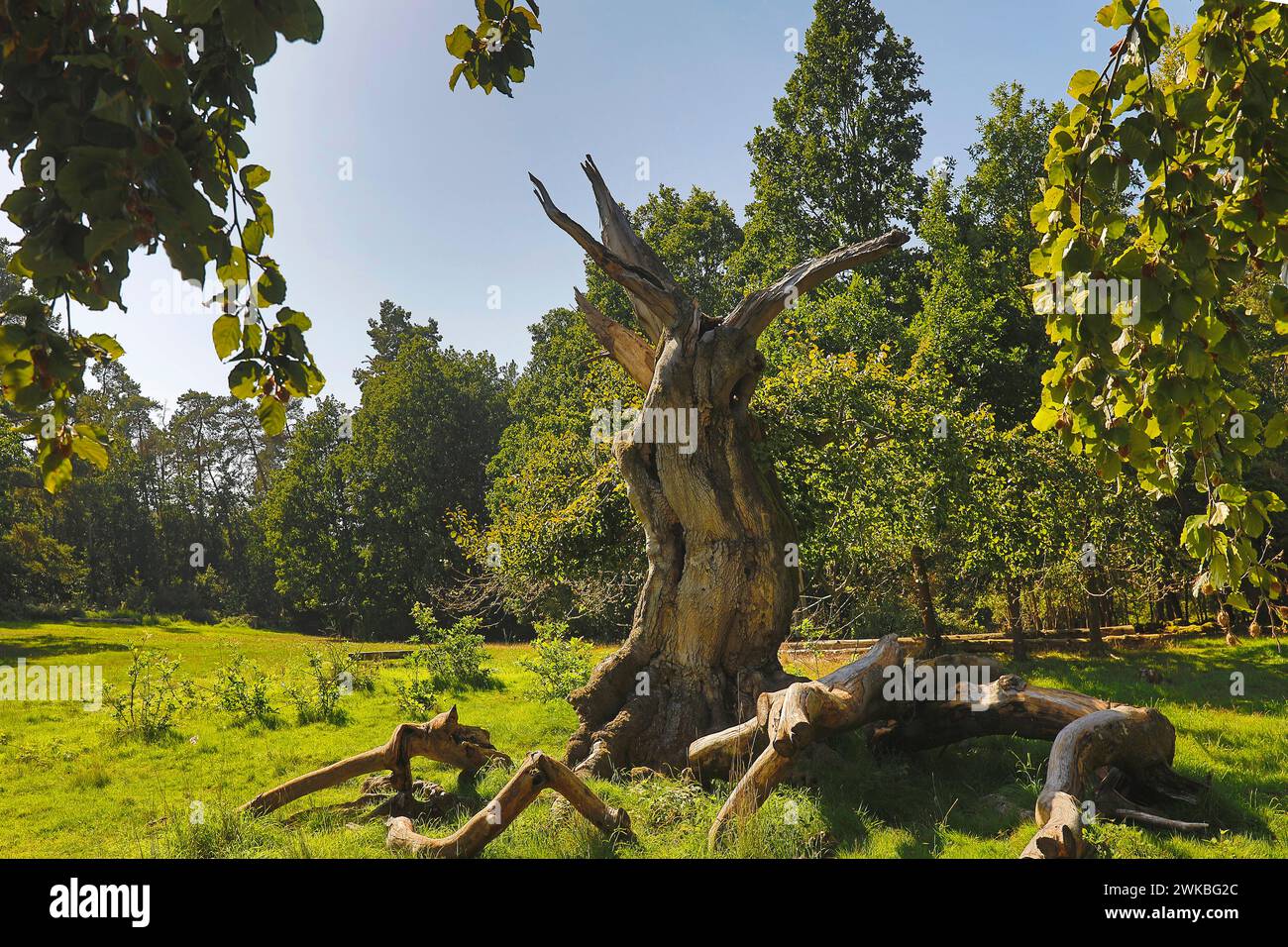 Rotbuche (Fagus sylvatica), toter Baum in Hutewald Halloh, Deutschland, Hessen, Kellerwald Nationalpark, Albertshausen Stockfoto