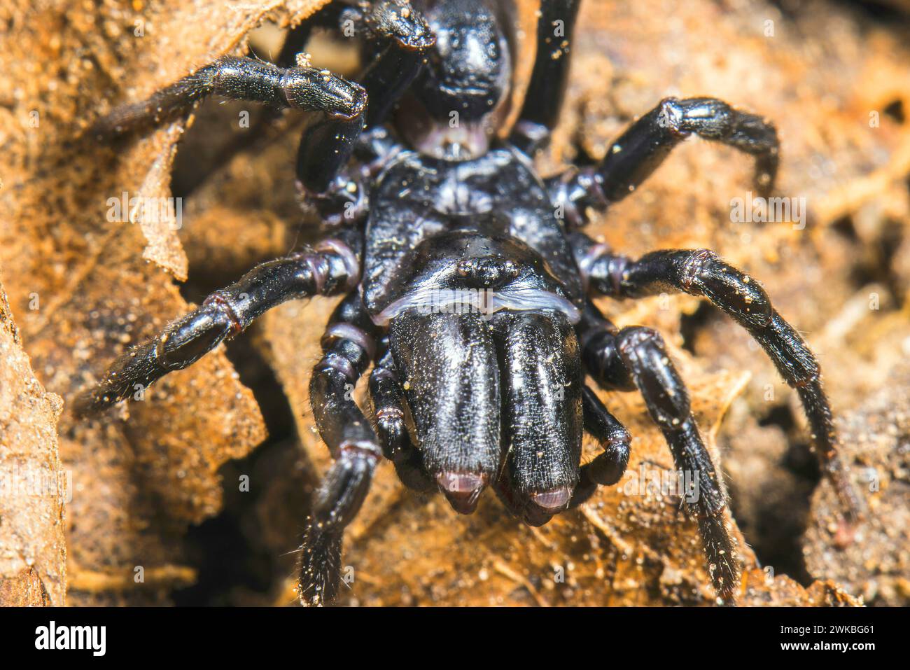 Mygalomorphe Spinnenkinder (Atypus piceus), Porträt, Deutschland Stockfoto