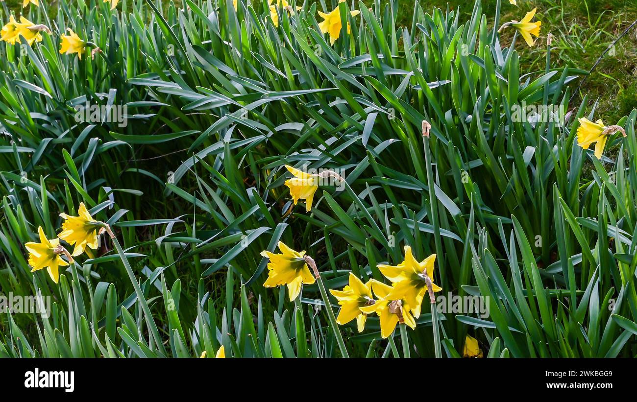 Feld mit blühenden gelben Narzissen im Januar Stockfoto