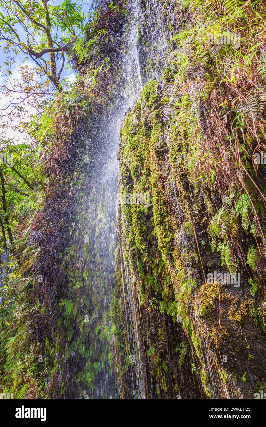 Regenwaldumgebung entlang der Road to Hana auf der Insel Maui in Hawaii. Stockfoto