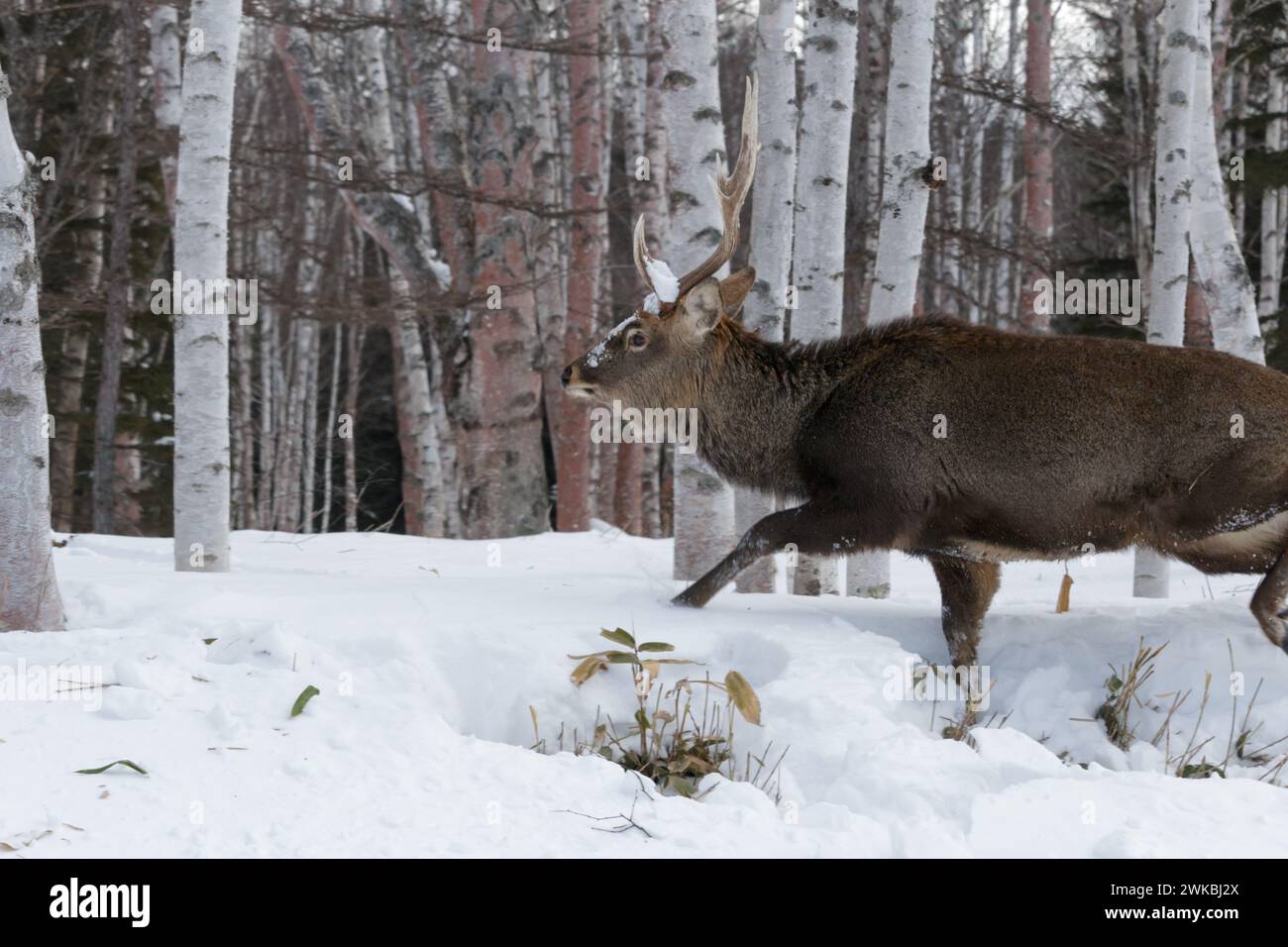 Großer brauner Hirschhirsch, der im Winterschnee spaziert, Hokkaido Stockfoto