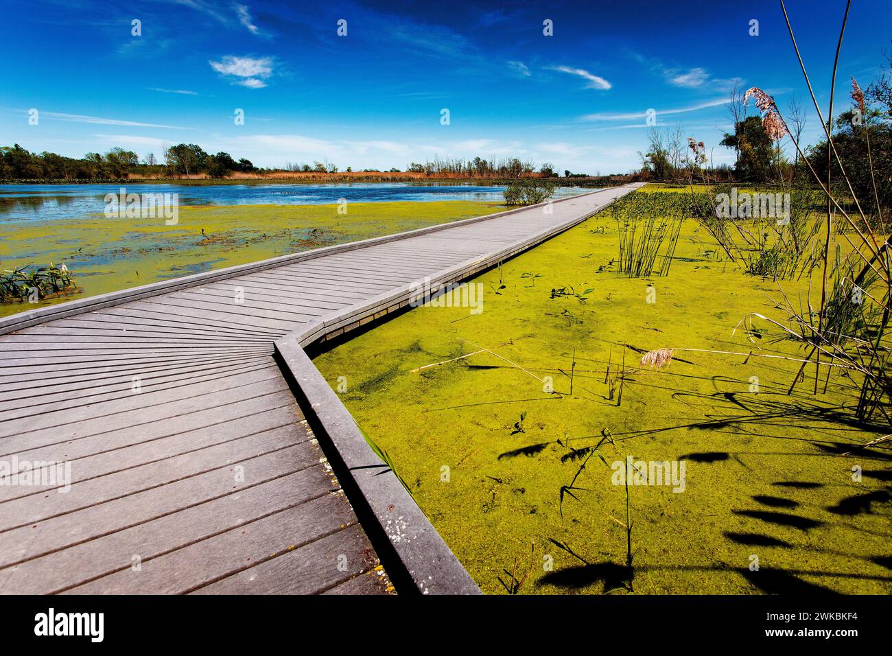 Wunderschöner sonniger Nachmittag auf dem Marsh Boardwalk Stockfoto